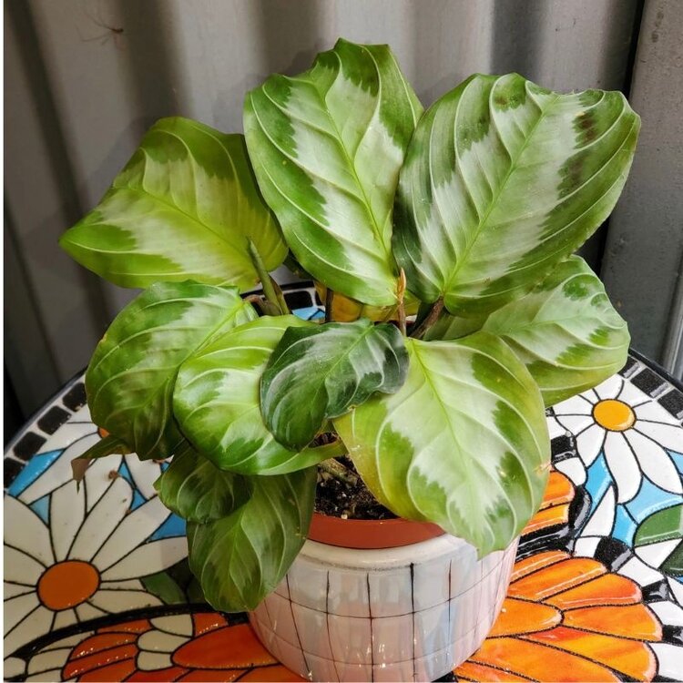 Maranta leuconeura  'Silver Band'