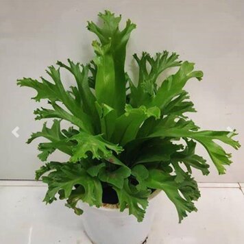 Fern Bird's Nest 'Leslie' 4"