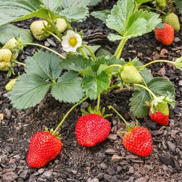Strawberry, Seascape