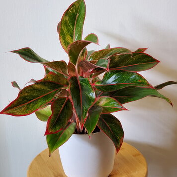 Aglaonema 'Red Siam'