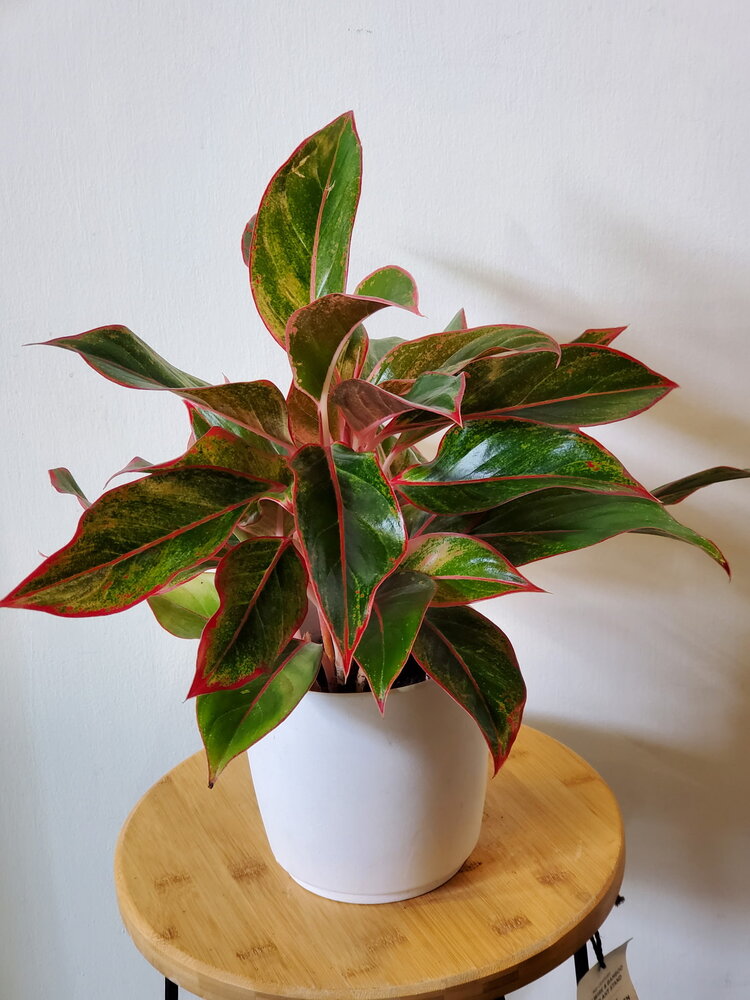 Aglaonema 'Red Siam'