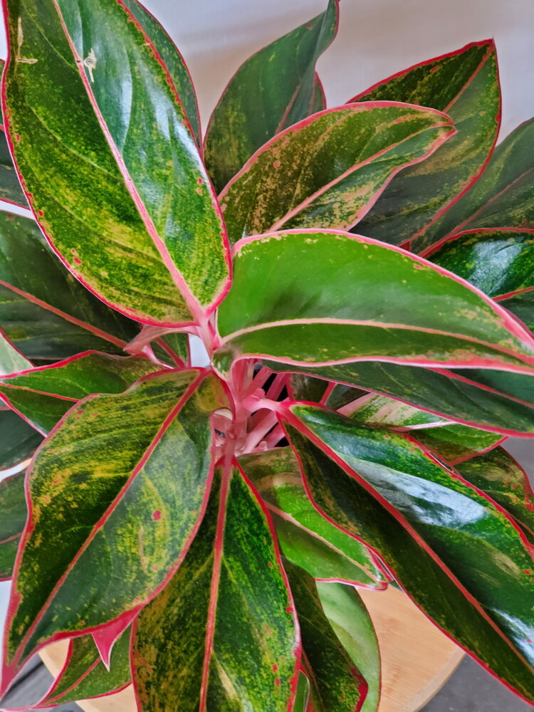 Aglaonema 'Red Siam' 6"