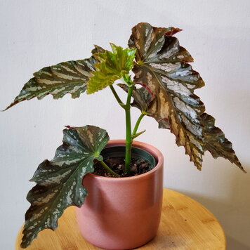Begonia 'Catherine Too' 4"