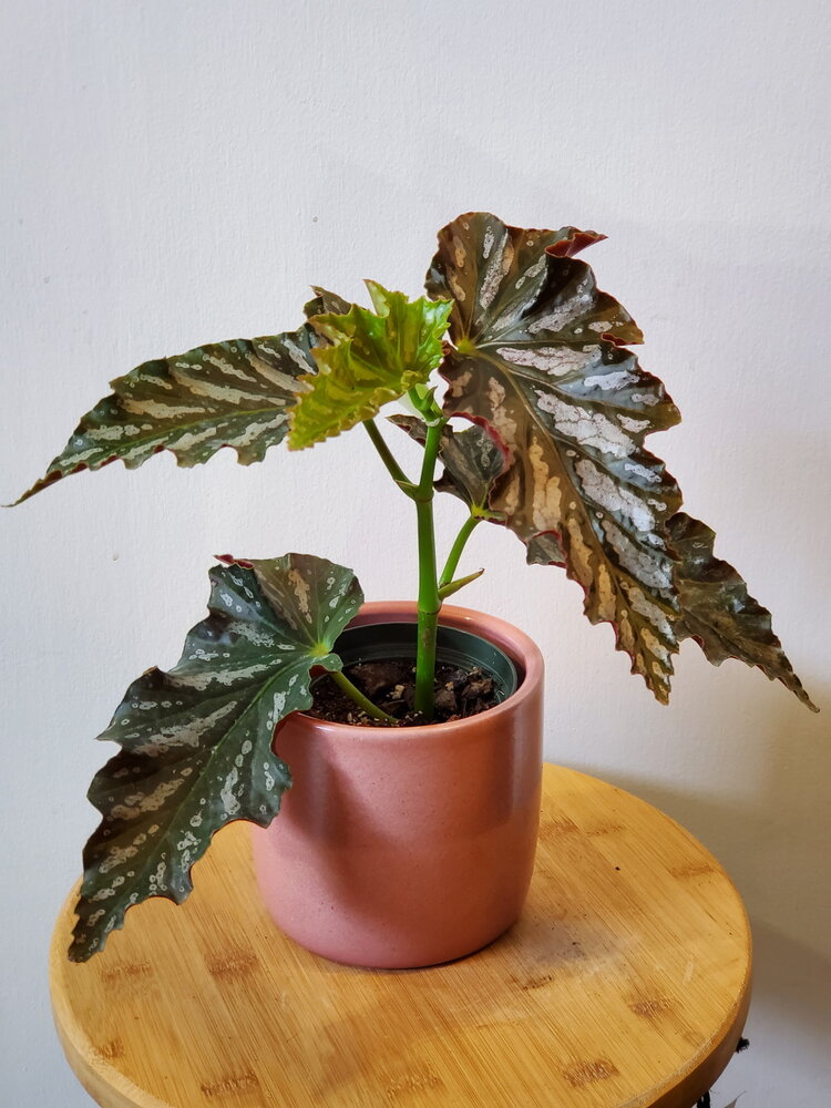 Begonia 'Catherine Too' 4"