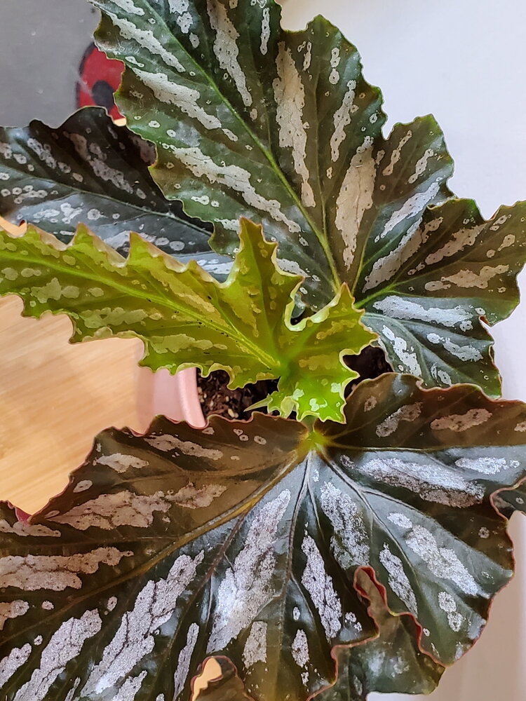 Begonia 'Catherine Too' 4"