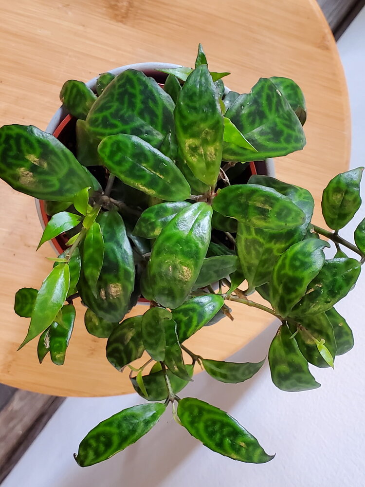 Lipstick 'Black Pagoda'