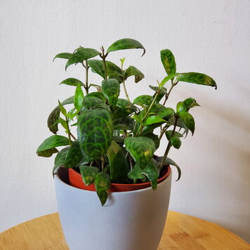 Lipstick 'Black Pagoda'