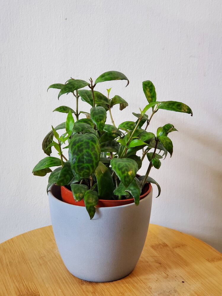 Lipstick 'Black Pagoda'