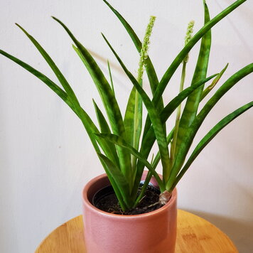 Sansevieria 'Parva' 4"