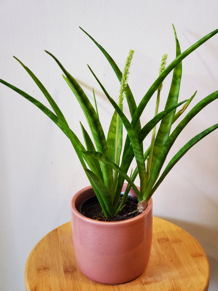 Sansevieria 'Parva' 4"