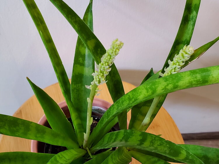 Sansevieria 'Parva' 4"