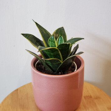 Sansevieria hahnii 'Ocean Star' 4"