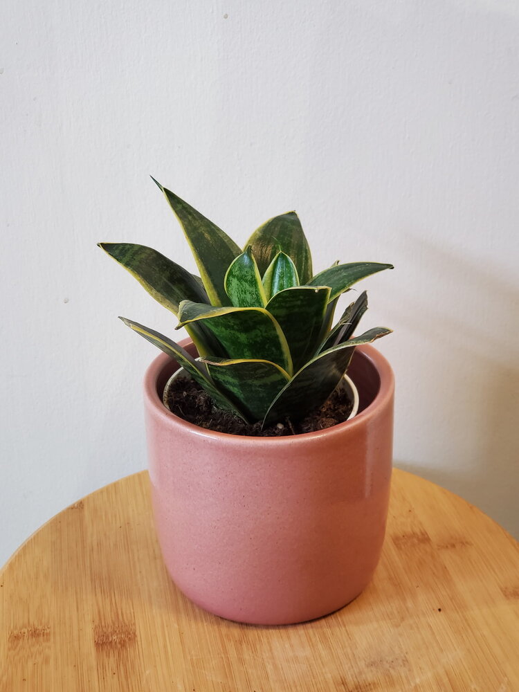 Sansevieria hahnii 'Ocean Star' 4"