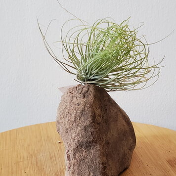Tillandsia Small