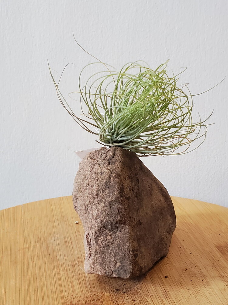 Tillandsia Small