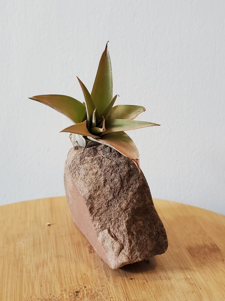 Tillandsia Small
