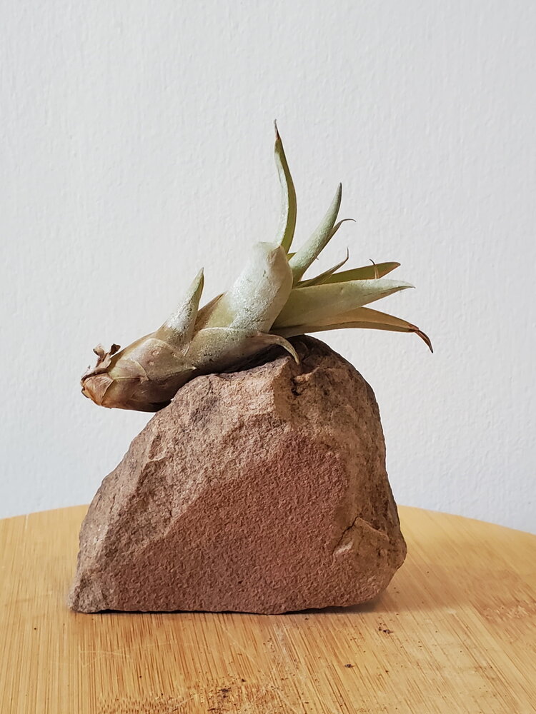 Tillandsia Small