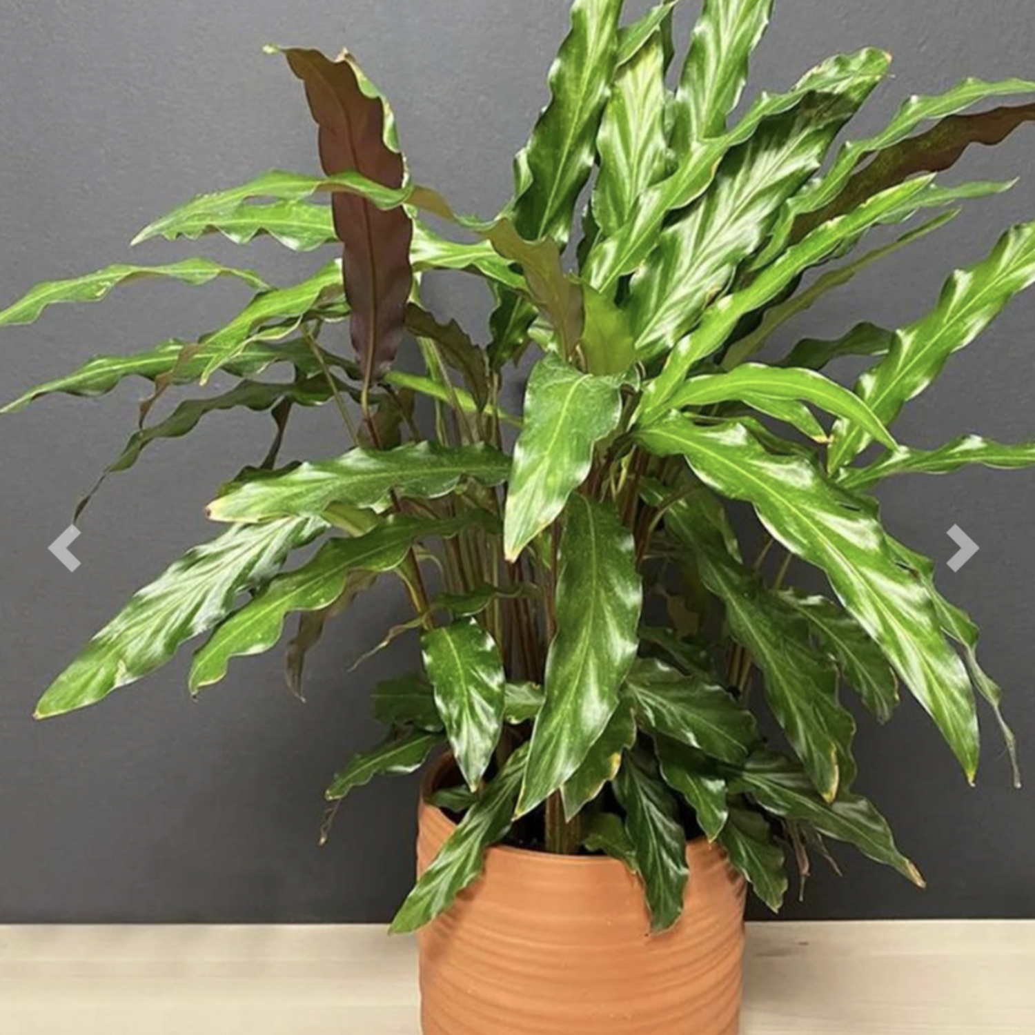 Calathea Rufibarba - Evergreen Nursery