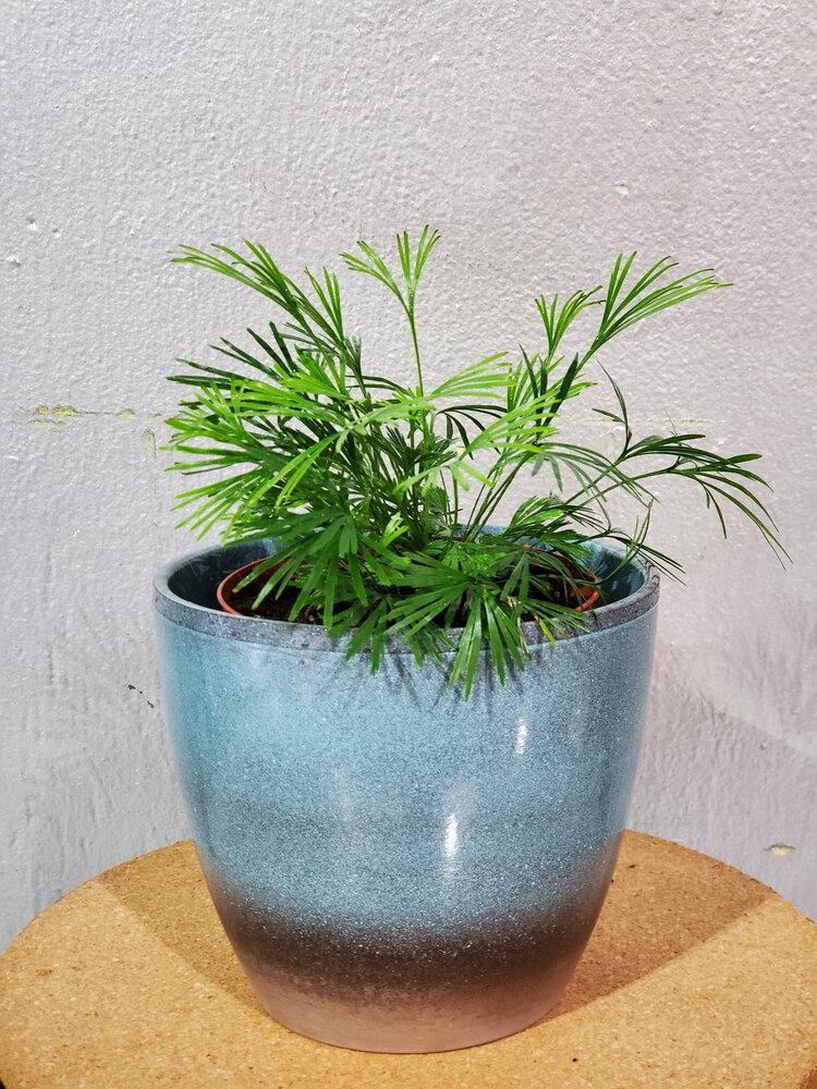 Fern Actiniopteris australis 'Eyelash' 4"