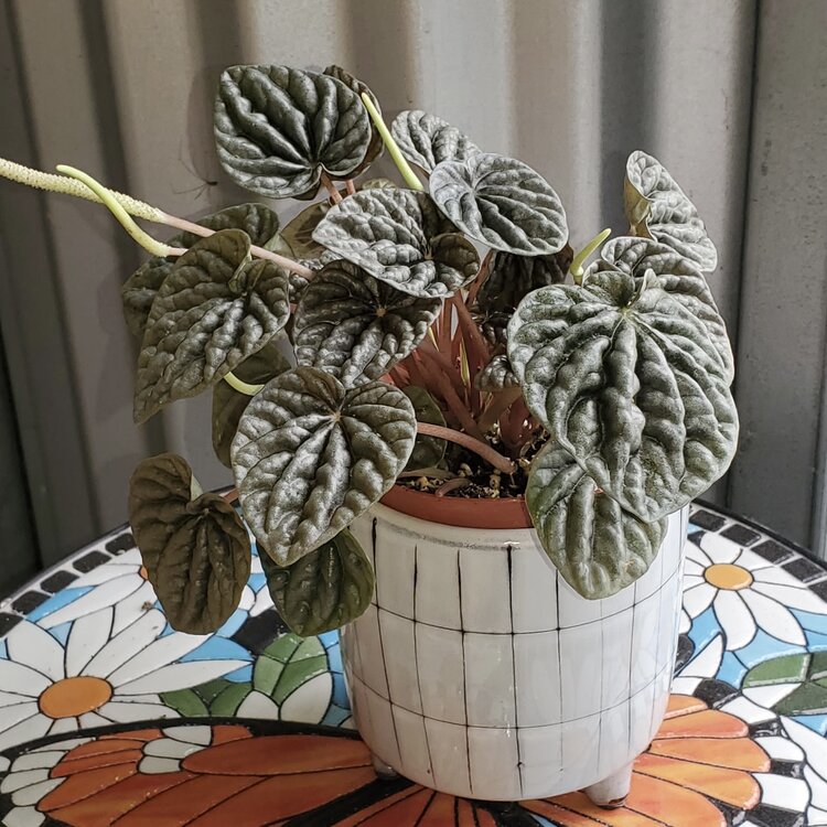 Peperomia Napoli Nights