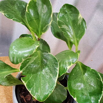 Peperomia obtusifolia 'Grey' 4"