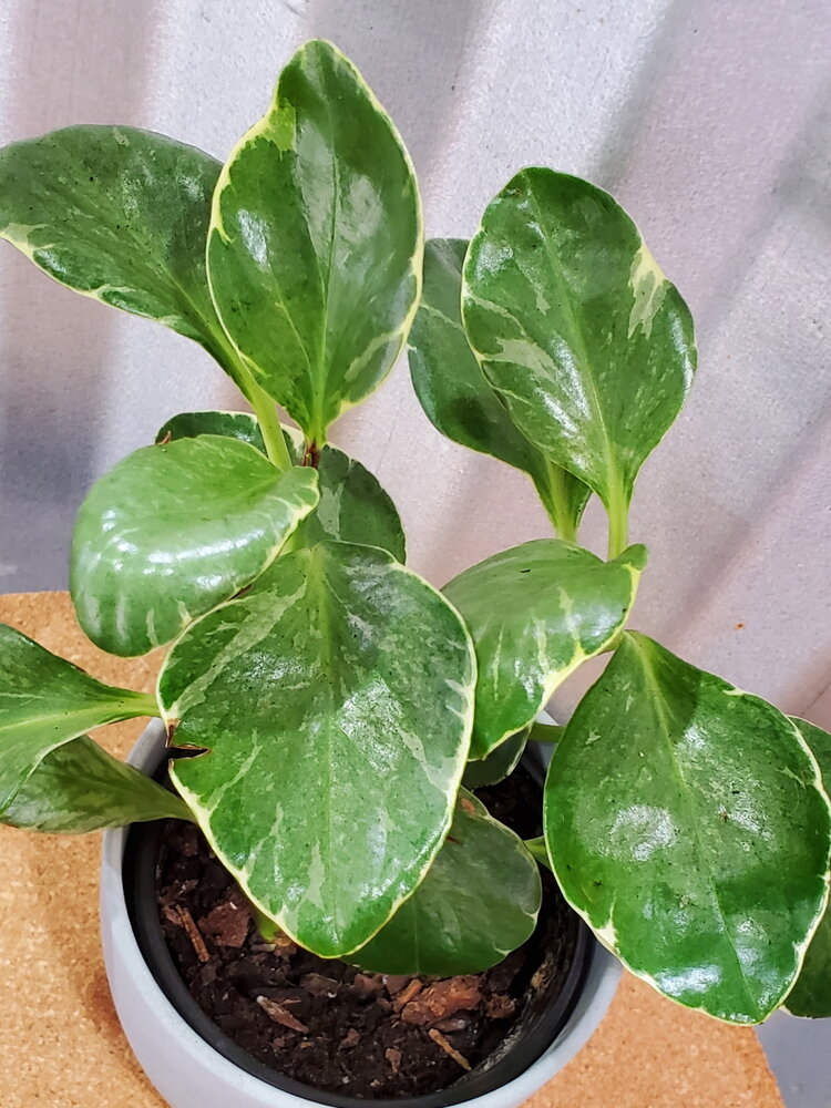 Peperomia obtusifolia 'Grey' 4"