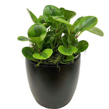 Peperomia Bicolor 4"