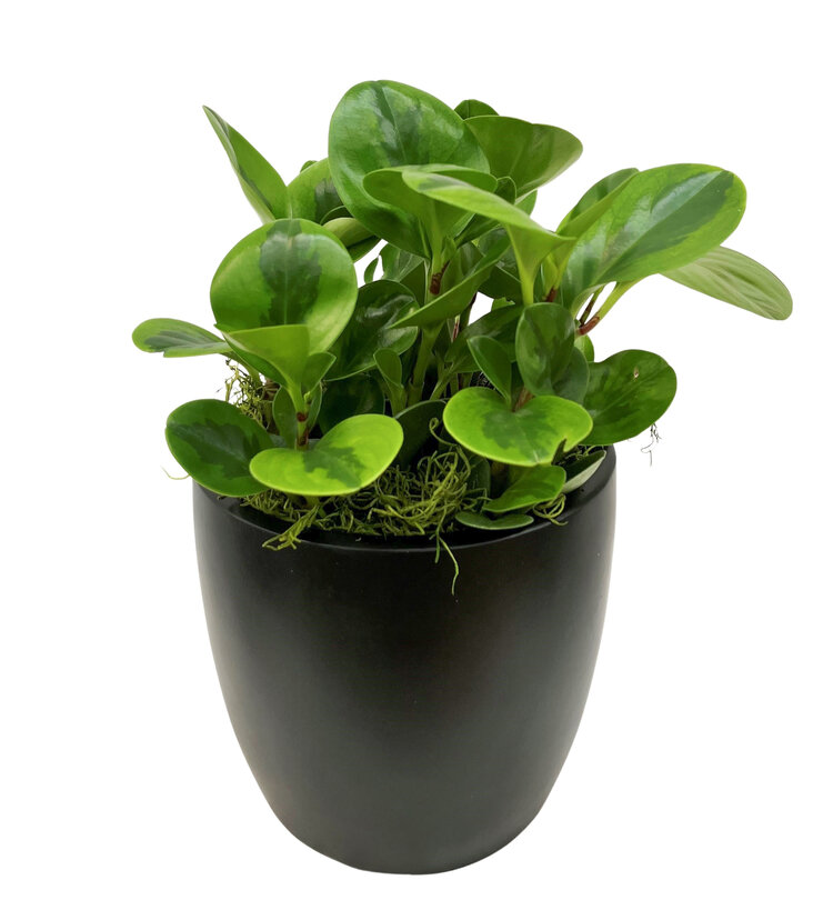 Peperomia Bicolor 4"