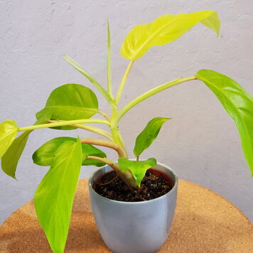 Philodendron 'Golden Goddess' 4"