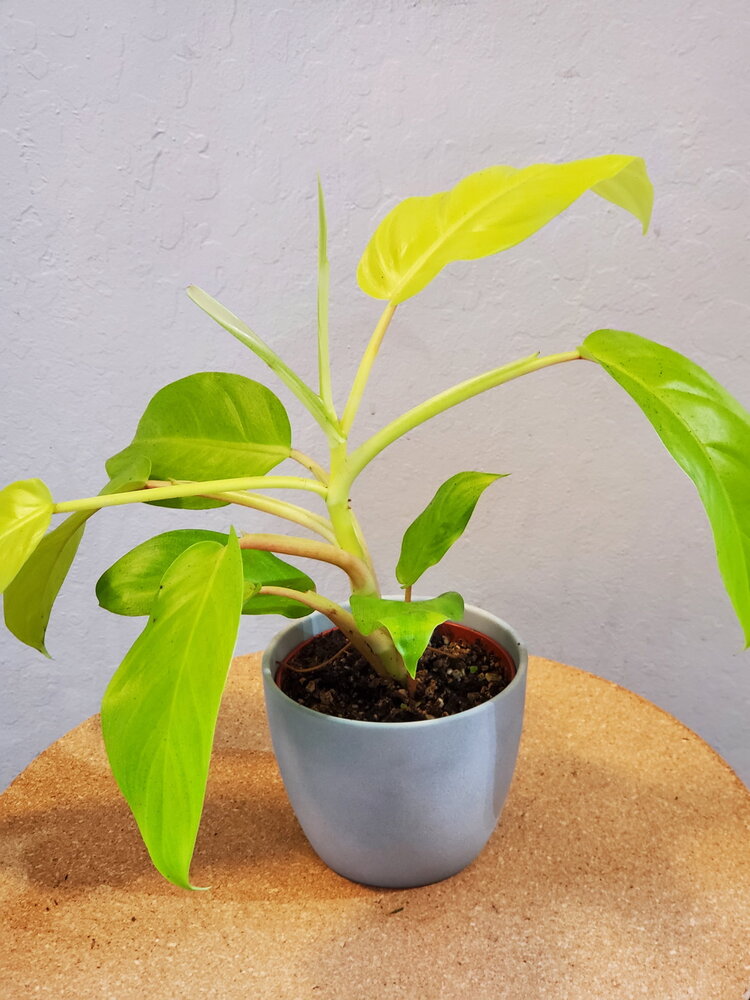 Philodendron 'Golden Goddess' 4"