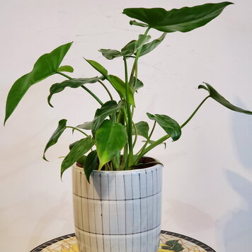 Philodendron 'Paraisio Verde'