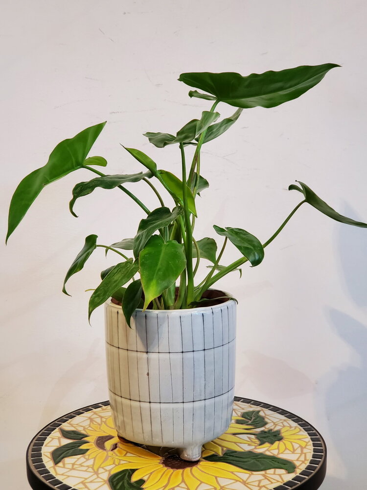Philodendron 'Paraisio Verde'
