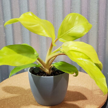 Philodendron Lemon Lime 4"