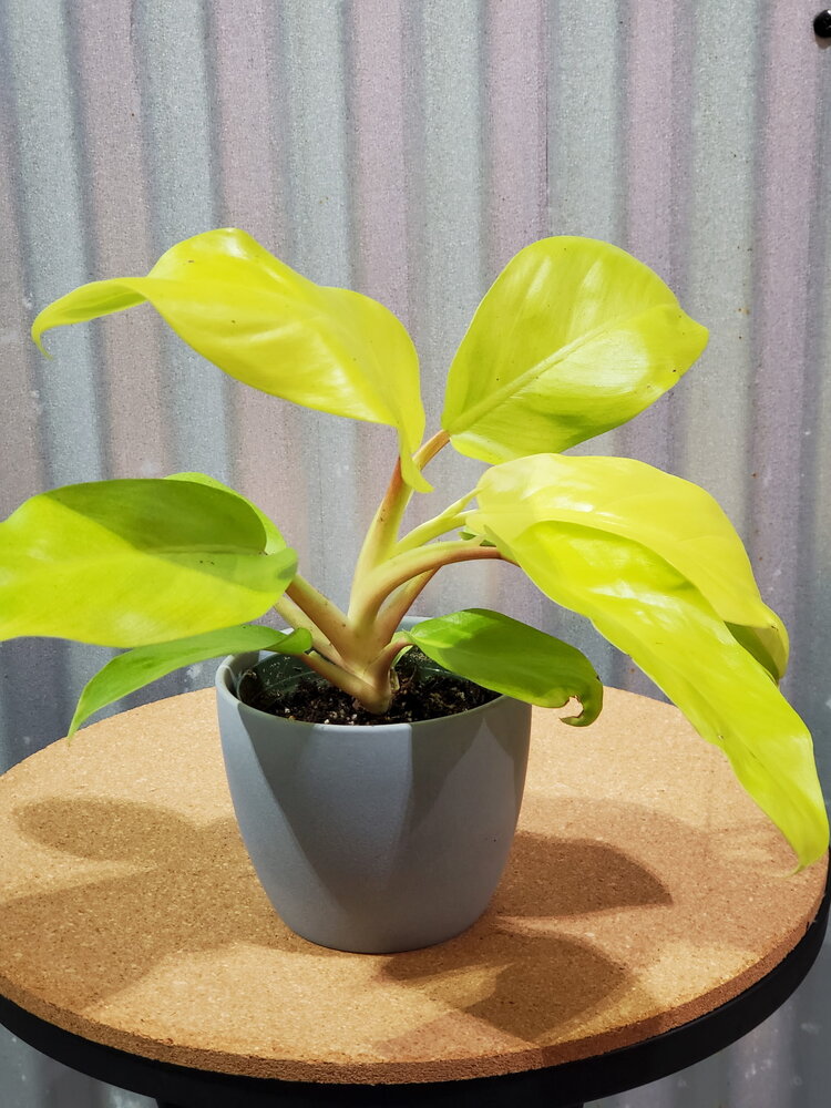 Philodendron Lemon Lime 4"
