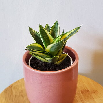 Sansevieria hahnii 'Gold Star'