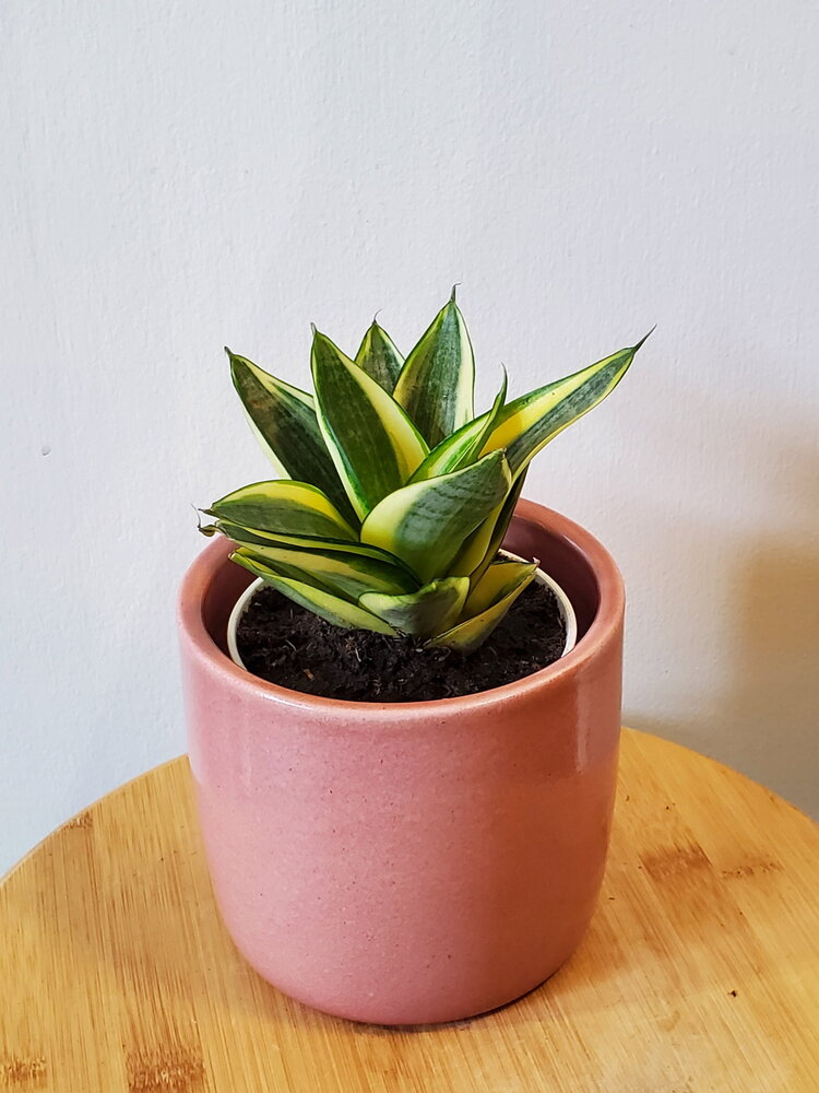 Sansevieria hahnii 'Gold Star'