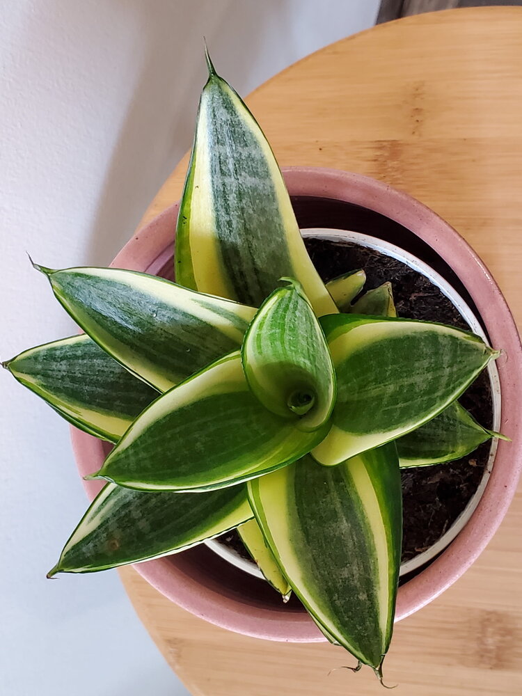 Sansevieria hahnii 'Gold Star'