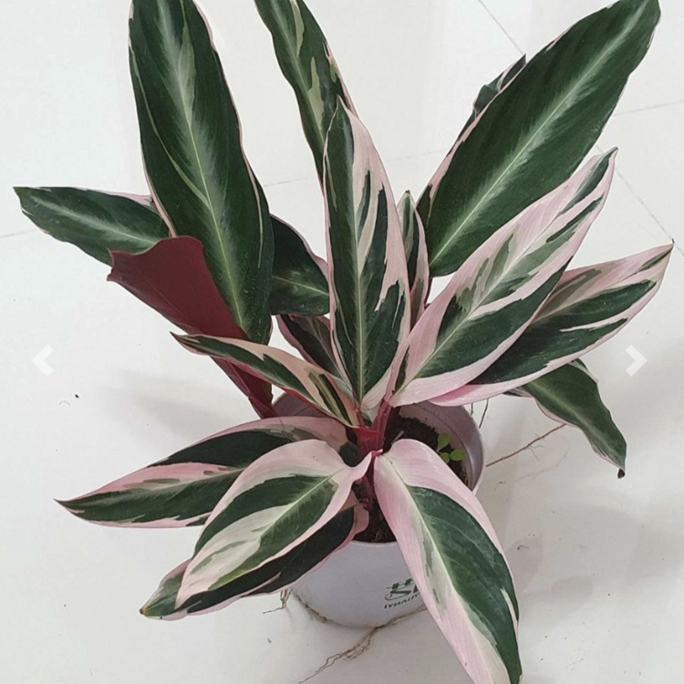 Stromanthe sanguinea 'Triostar'