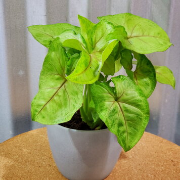 Syngonium 'Mango Illusion' 4"