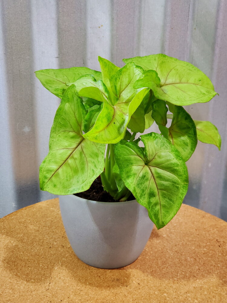 Syngonium 'Mango Illusion' 4"