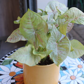 Syngonium 'Milk Confetti'