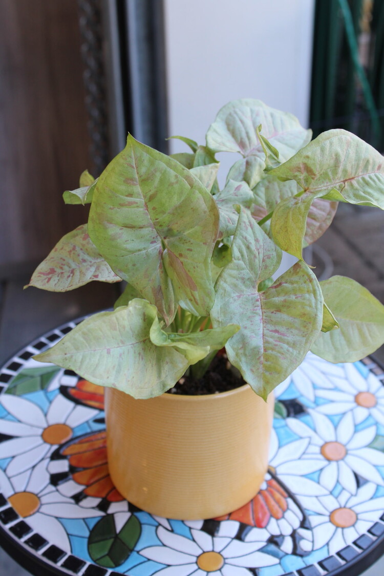 Syngonium 'Milk Confetti'