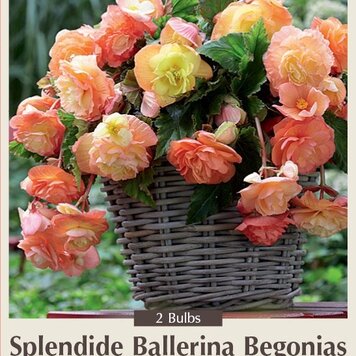 Begonia splendide Ballerina Apricot 2ct.