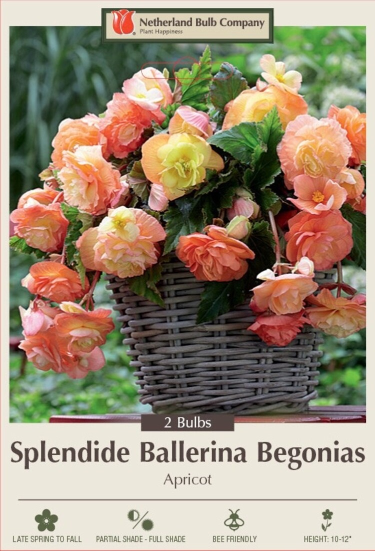 Begonia splendide Ballerina Apricot 2ct.