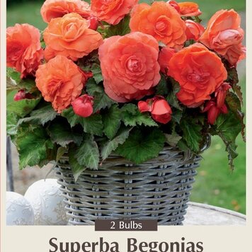 Begonia superba 'Salmon'