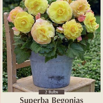 Begonia superba 'Yellow'