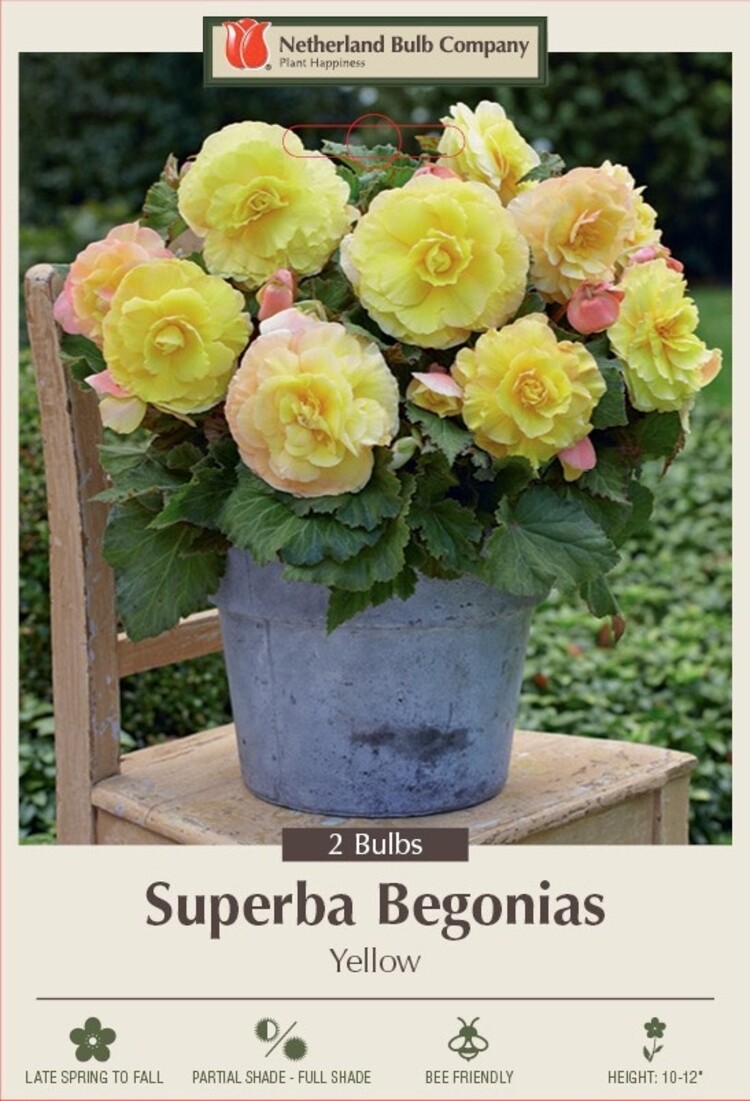 Begonia superba 'Yellow'