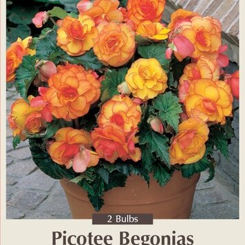 Begonia picotee 'Yellow'