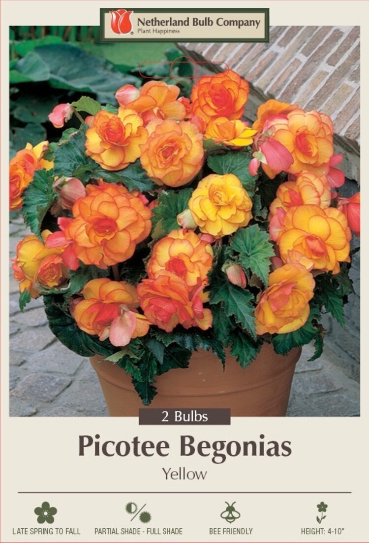 Begonia picotee 'Yellow'