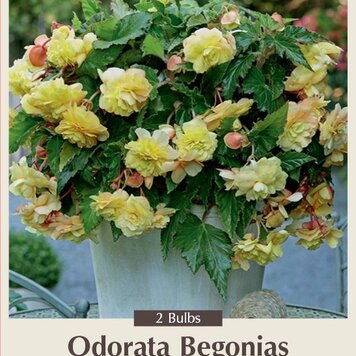 Begonia odorata 'Sunny Dream'